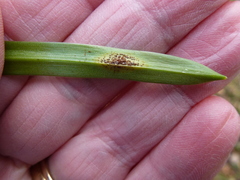 Uromyces hyacinthi
