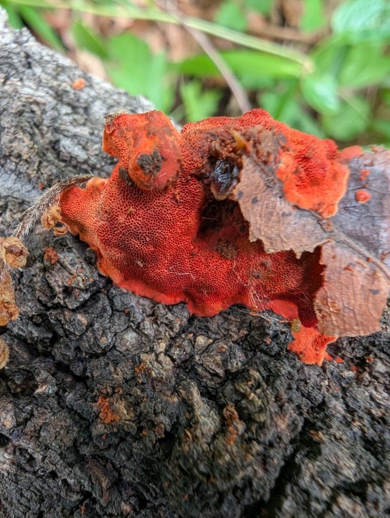 Trametes coccinea · May 2026 · photo: © atsushi_nakajima_cirque (iNaturalist, cc-by)