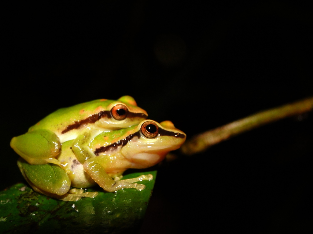 Green Forest Rainfrog