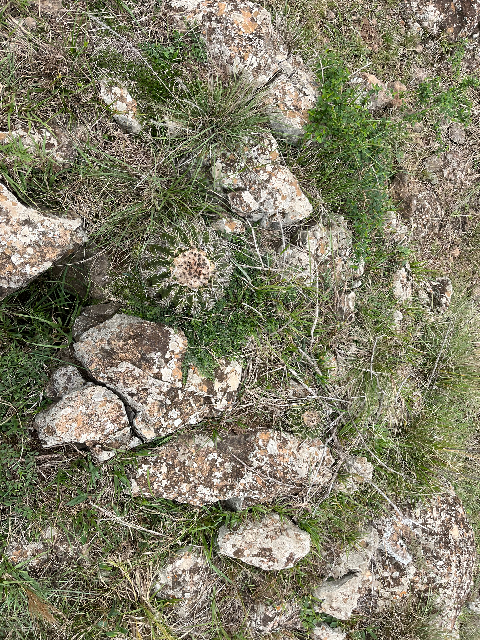 Parodia erinacea