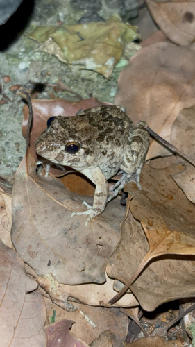 Rice field frog