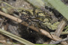 Tegenaria hasperi