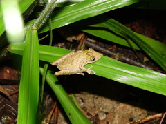 Scinax garbei