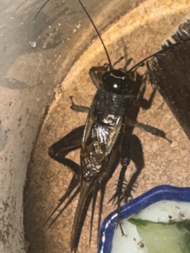 Svercacheta siamensis
