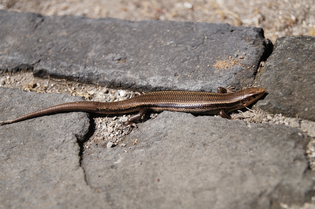 Gail's Eyelid Skink