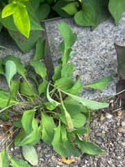 Ixeris japonica, photograph (c) 岸本年郎, some rights reserved (CC BY)