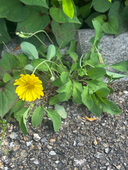 Ixeris japonica, photograph (c) 岸本年郎, some rights reserved (CC BY)