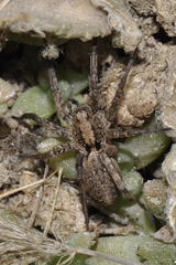 Alopecosa albofasciata