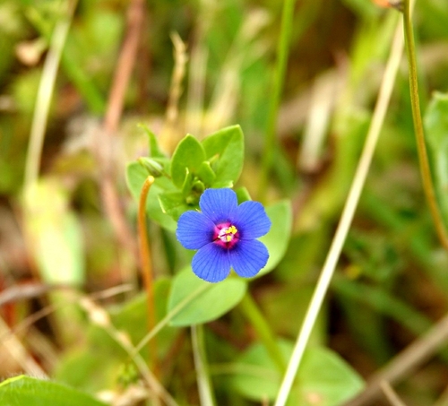Blue Scarlet Pimpernel