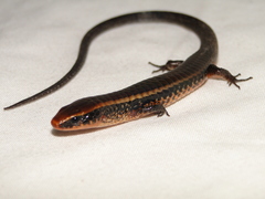 Iphisa elegans