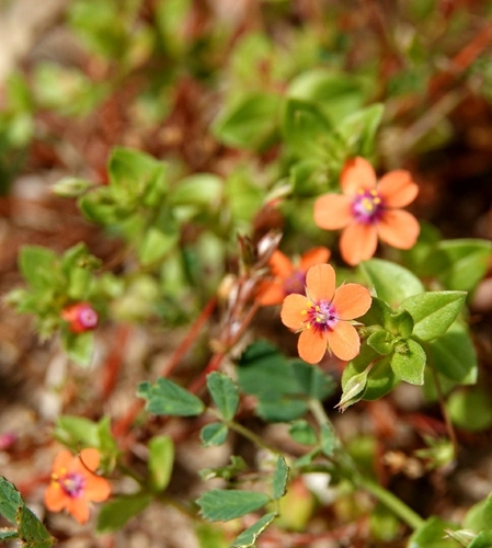 scarlet pimpernel