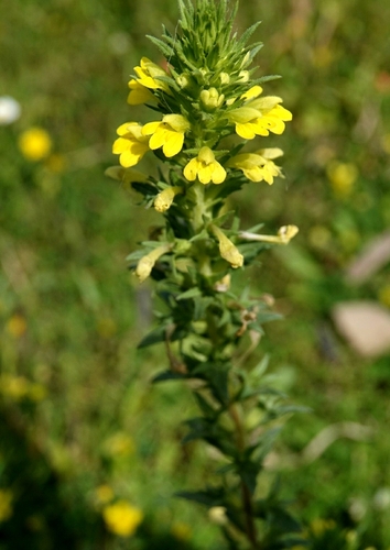 Yellow Glandweed