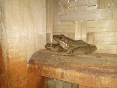 Chalcorana chalconota