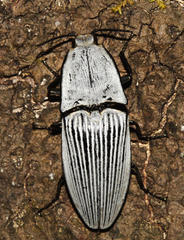Chalcolepidius rugatus