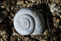 Sonorelix borregoensis