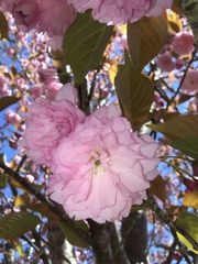 Prunus serrulata