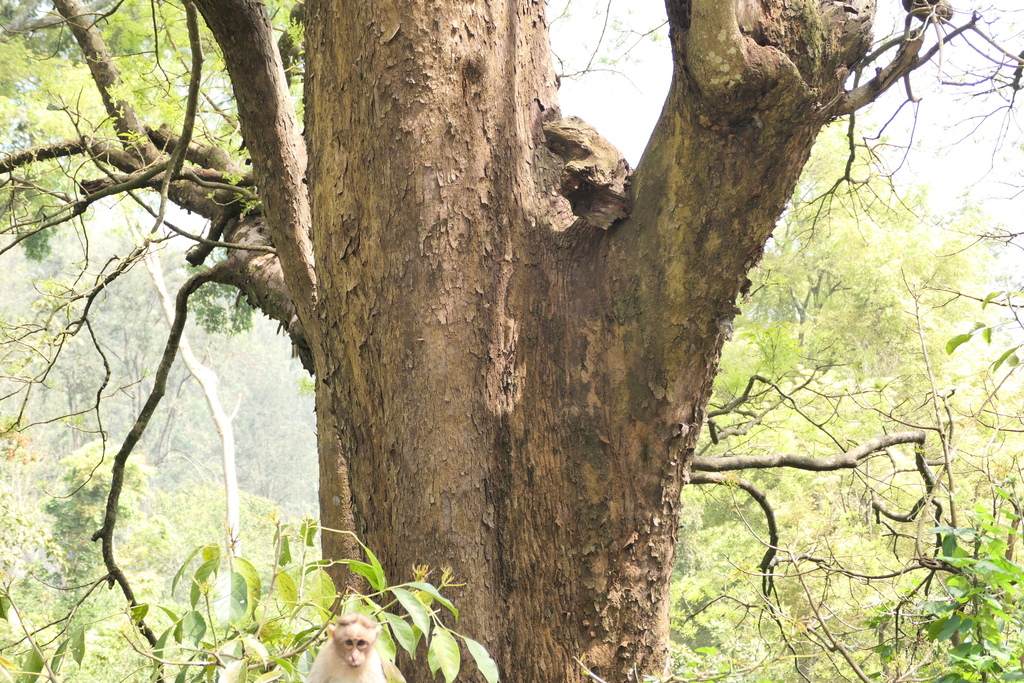 Bischofia javanica, Ubbekambe, Tamil Nadu, India