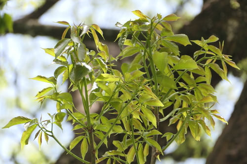 Bischofia javanica