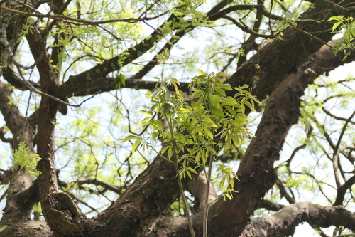 Bischofia javanica