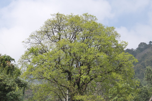 Bischofia javanica