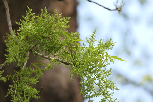 Bischofia javanica