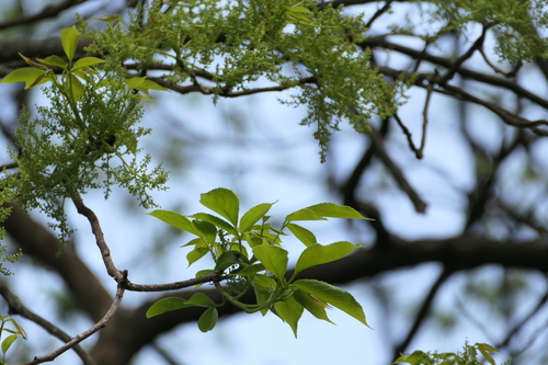 Bischofia javanica