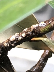 Pseudaulacaspis prunicola