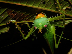 Panacanthus cuspidatus