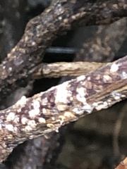 Pseudaulacaspis prunicola