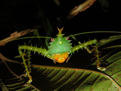 Panacanthus cuspidatus