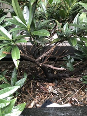 Pseudaulacaspis prunicola