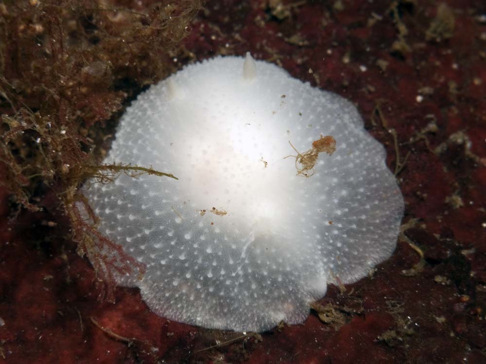King's Aldisa