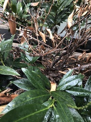 Pseudaulacaspis prunicola