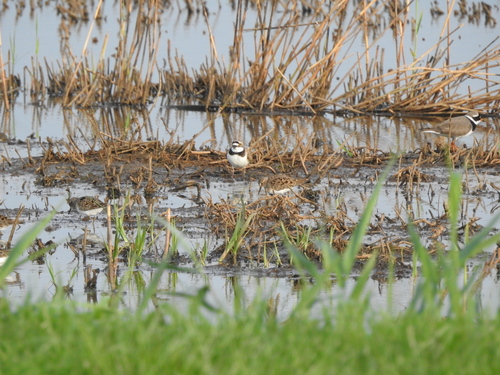 Temminck's Stint, Pijnacker, Netherlands, photo 8 of 10