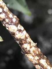 Pseudaulacaspis prunicola