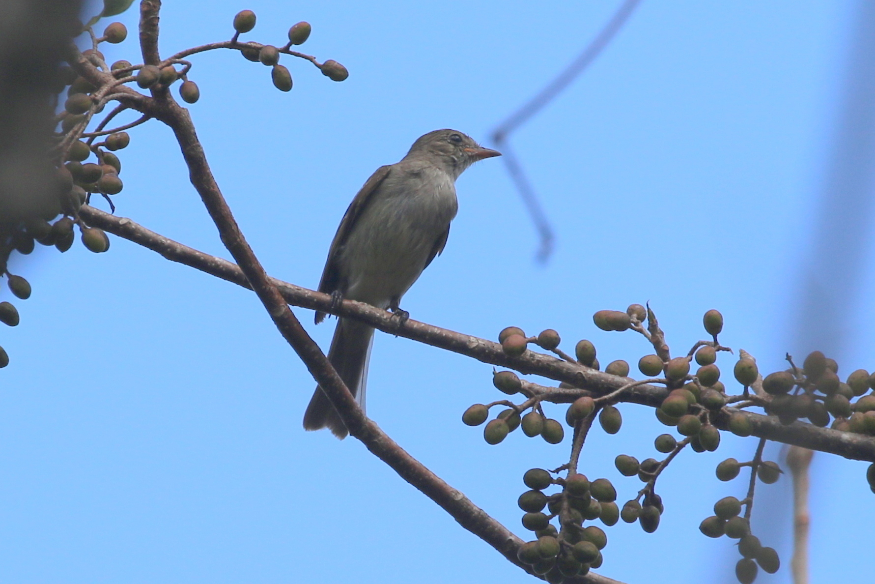 Caribbean Elaenia (Elaenia martinica), photo 10