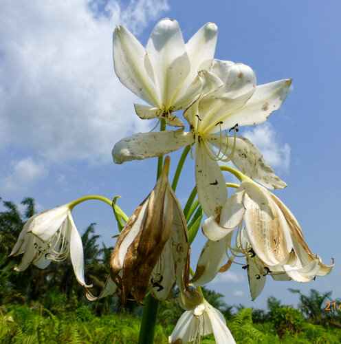 Crinum jagus, photograph 6