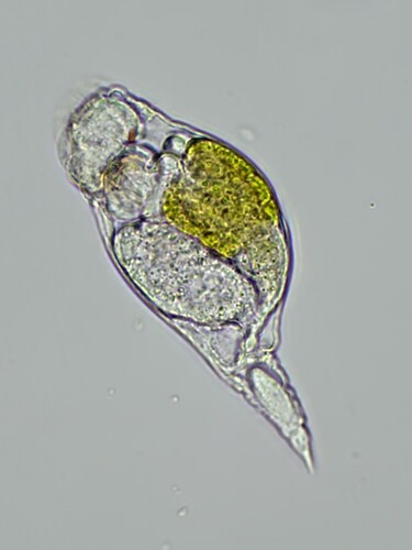 Proales similis