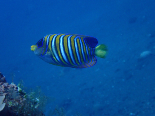 Pygoplites diacanthus