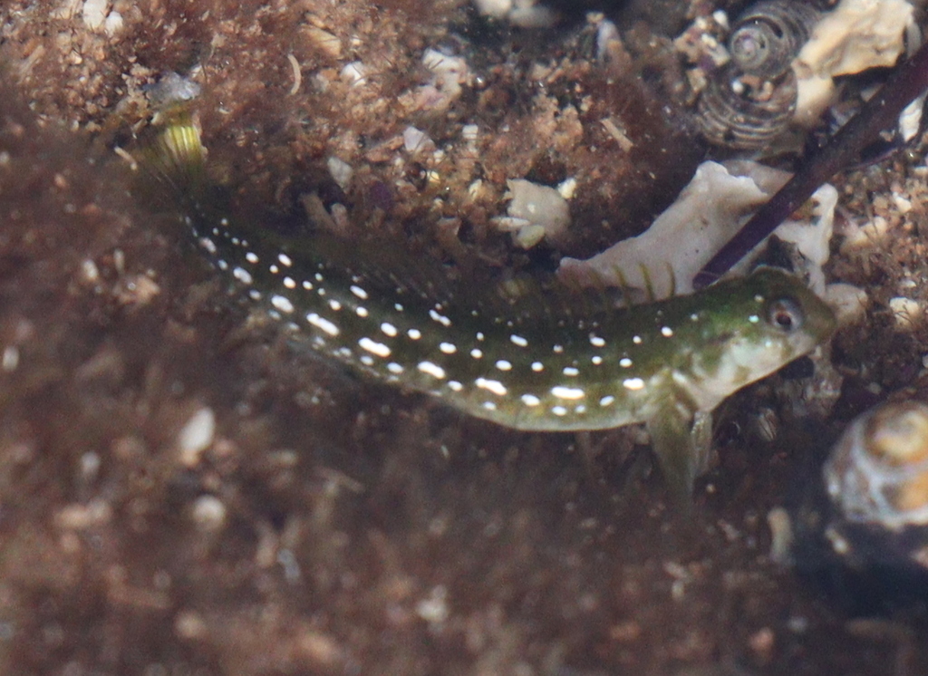 Cape Verde Rockskipper