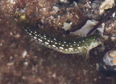 Cape Verde Rockskipper photo 1