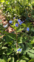 Brunnera macrophylla