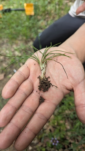 Isoetes histrix, 2026-05-06