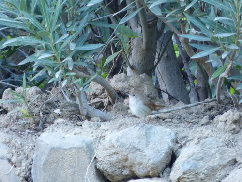 Common Nightingale