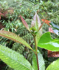 Caldcluvia paniculata