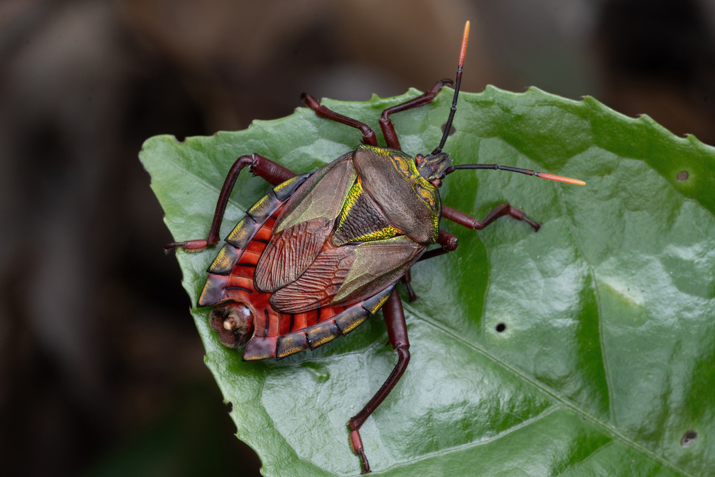 Eurostus brachypterus