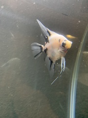 Pterophyllum scalare