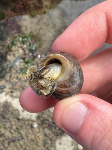 Littorina littorea