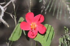 Hibiscus martianus