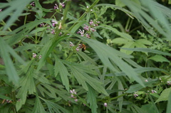 Amegilla florea